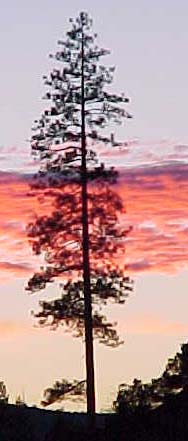 Lone_Tree